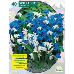 2 stuks - Scilla Siberica Mixed per 40