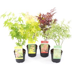 Acer palmatum - Set van 4 - Japanse Esdoorn - Pot 10,5cm - Hoogte 25-40cm