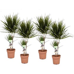 Dracaena Marginata - Set van 4 - Drakenbloedboom - Pot 17cm - Hoogte 70-80cm