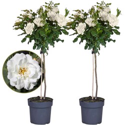 Rosa Palace 'Kailani' - Set van 2 - Witte stamroos - Pot 19cm - Hoogte 80-100cm