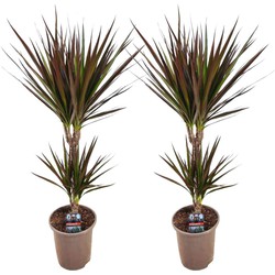 Dracaena Marginata Magenta - Set van 2 - Pot van 17cm - Hoogte 70-80cm