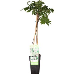 Hello Plants Wisteria Floribunda Longissima Alba Blauwe Regen Wit - Klimplant, Sierheester - Ø 15 cm - Hoogte: 65 cm