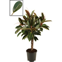 Ficus Elastica ‘Melany’ (2119 - 21x90 cm)