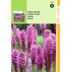 2 stuks - Liatris Spicata