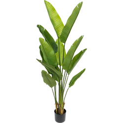 PrettyPlants Strelitzia kunstplant - Nepplanten - Home Decor - Kunstplanten Binnen - Groot Formaat - 160 cm