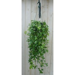 Hangplant Tradescantia geel groen