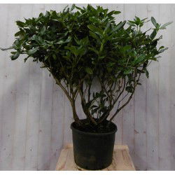 Rododendron 120 cm rood
