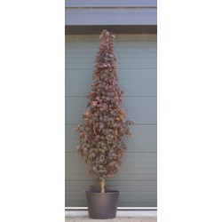 Roodbladige noorse esdoorn laagstam Acer pl. Crimson Centry h 250 cm