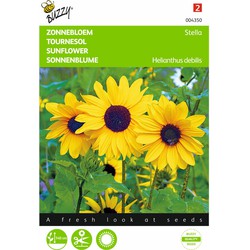 2 stuks - Helianthus Debilis Geel Stella