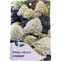 Hortensia Paniculata Limelight - Warentuin Natuurlijk