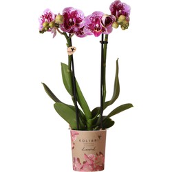 Kolibri Orchids | Roze paarse phalaenopsis orchidee - El Salvador - potmaat Ø9cm | bloeiende kamerplant - vers van de kweker