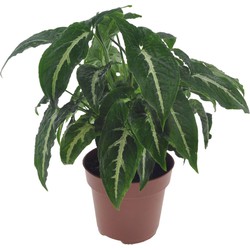 Syngonium Wendlandii - Kamerplant - Pot 12cm - Hoogte 20-30cm