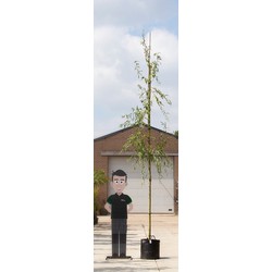 treurwilg Salix sepulcralis Chrysocoma h 275 cm st. omtrek 12 cm st. h 190 cm - Warentuin Natuurlijk