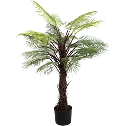 PTMD Tree Green palm tree in black pot