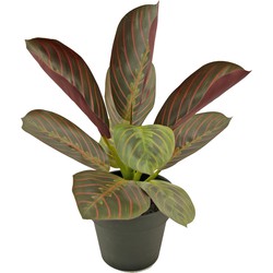 Kunstplant Goeppertia makoyana 30 cm in sierpot zwart | NeverLeafs