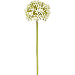 Witte kunst allium everest steel H90