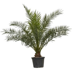 Dadelpalm Phoenix canariensis 187,5 cm