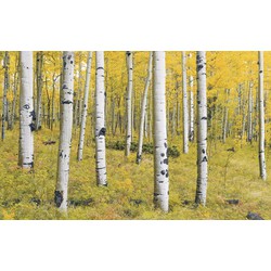Sanders & Sanders fotobehang bos geel en groen - 400 x 250 cm - 612536