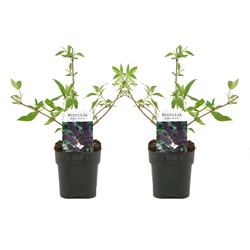 Buddleja davidii 'Black Knight' - Set van 2 - Pot 17cm - Hoogte 30-40cm