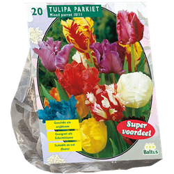 Tulipa Parkiet Mix per 20 bloembollen