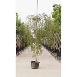 2 stuks! Prieelberk Betula pendula Youngii h 180 cm st. omtrek 6 cm st. h 150 cm boom