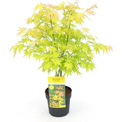 Hello Plants Acer Palmatum Orange Dream Japanse Esdoorn - Struik, Sierheester - Ø 19 cm - Hoogte: 40 cm