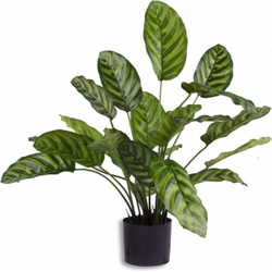 Hoyz Greenery - Kunstplant Calathea Makoyana 60 cm