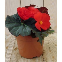 3 stuks! Knolbegonia rood