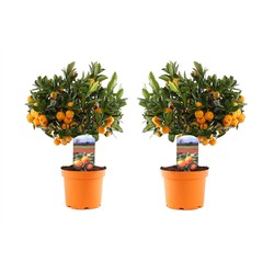 Citrus Calamondin - Set van 2- Sinaasappel/mandarijn - Pot 14cm - Hoogte 35-40cm