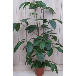 Kamerplant Schefflera Amate