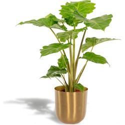 Hello Plants Alocasia Portodora Olifantsoor in Pot Mayk Gold - Ø 21 cm - Hoogte: 80 cm