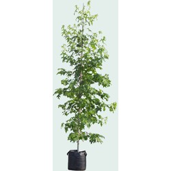 Amberboom solitair Liquidambar styraciflua 225 cm