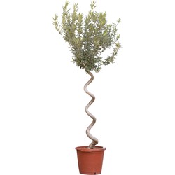 2 stuks! Olijfboom spiraalvorm Olea europaea 135 cm boom - Warentuin Natuurlijk