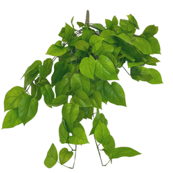 Hoyz Greenery - Kunst Pothos Struik Deluxe 90cm