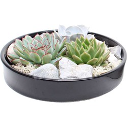 Echeveria Garden Mix Black - vetplanten op decoratieve schaal - Zwart - 20 cm