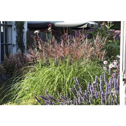 Miscanthus sin. 'Red Chief'