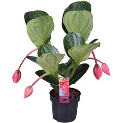 Medinilla Magnifica 'Flamenco' - Kamerplant - ⌀17cm - Hoogte 45-55cm