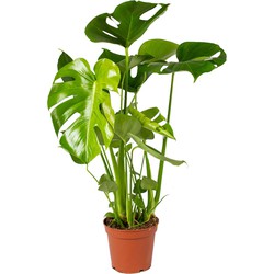 Monstera Deliciosa - Gatenplant - Kamerplant - luchtzuiverend - ⌀17 cm - ↕50-60 cm