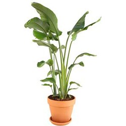 Ogreen Strelitzia Plant