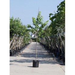 Amberboom Liquidambar styraciflua h 350 cm st. omtrek 12 cm