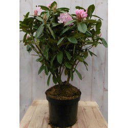 Rododendron 80 cm paars