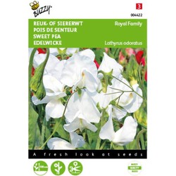 2 stuks - Lathyrus odoratus Royal Family Wit - Buzzy