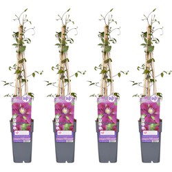 Hello Plants Clematis Warszawska Nike Bosrank - Klimplant - 4 Stuks - Ø 15 cm - Hoogte: 65 cm