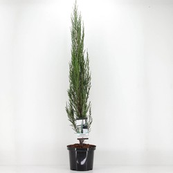 Juniperus scopulorum blue arrow 120 cm