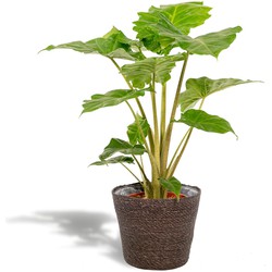 Hello Plants Alocasia Portodora Olifantsoor in Mand Igmar - Ø 21 cm - Hoogte: 80 cm