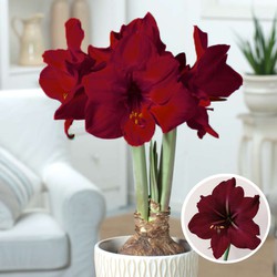 Hippeastrum Set van 2 - Amaryllis bol donkerrood - Bol omtrek 32cm