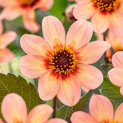 Dahlia 'Happy Single First Love' - Set van 6 - Dahliaknollen - Zomerbloeiers