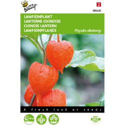 2 stuks - Physalis franchetti gigantea Lampionplant