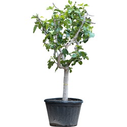 Vijgenboom 25/30 cm Ficus Carica 275 cm - Warentuin Natuurlijk