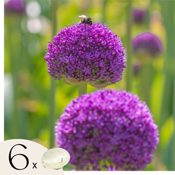 Alliumbollen - Set van 6 - Allium 'Ambassador' - Bloembollen - Paars